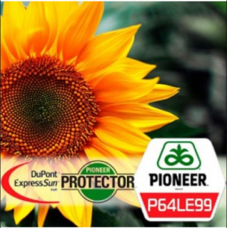 Seminte Floarea Soarelui Pioneer P64LE99 150.000 boabe/sac